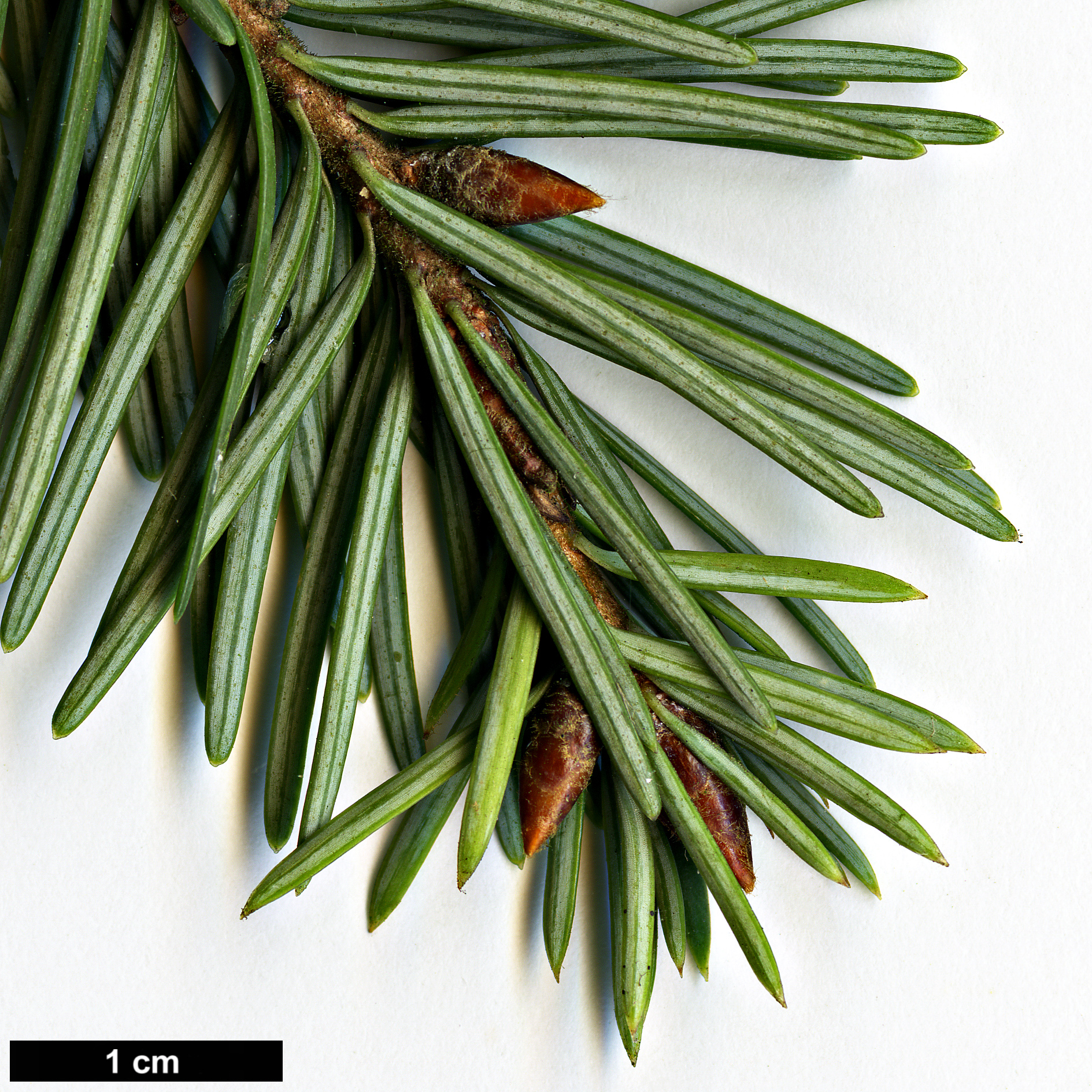 High resolution image: Family: Pinaceae - Genus: Pseudotsuga - Taxon: menziesii - SpeciesSub: var. glauca